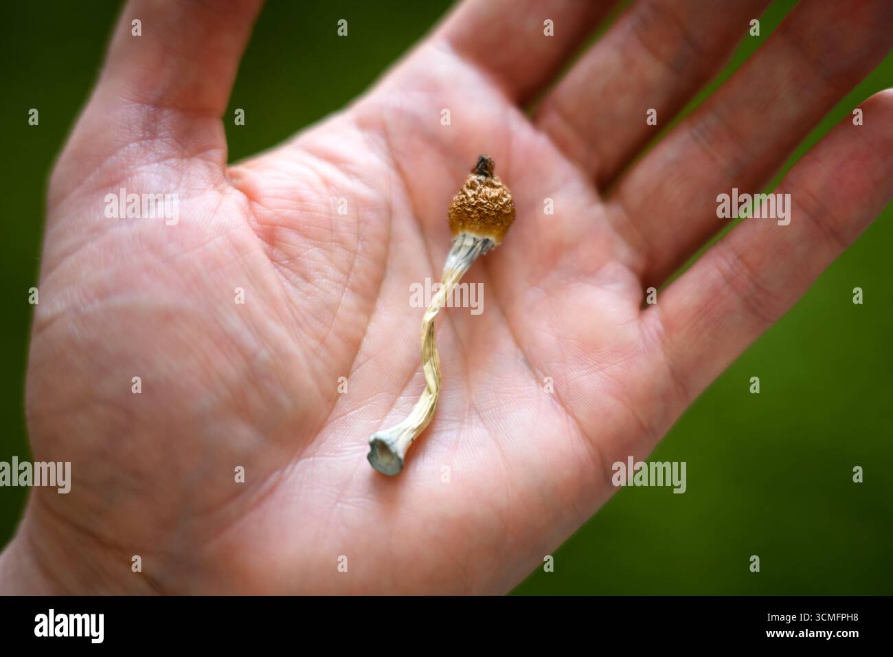 Getrockneter halluzinogener Psilocybinpilz in der Hand des Menschen. Psychoaktiver Cubensis Pilz Stockfoto