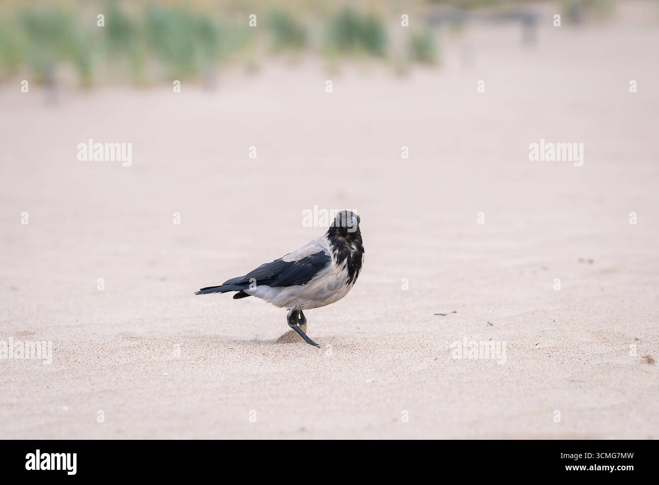 Ein nasser, mit Kapuze versehener Krähenspaziergang auf einem Sand nach dem Schwimmen im Meer. Eine Nahaufnahme einer Kapuzenkrähe (Corvus Cornix) am Strand. Stockfoto