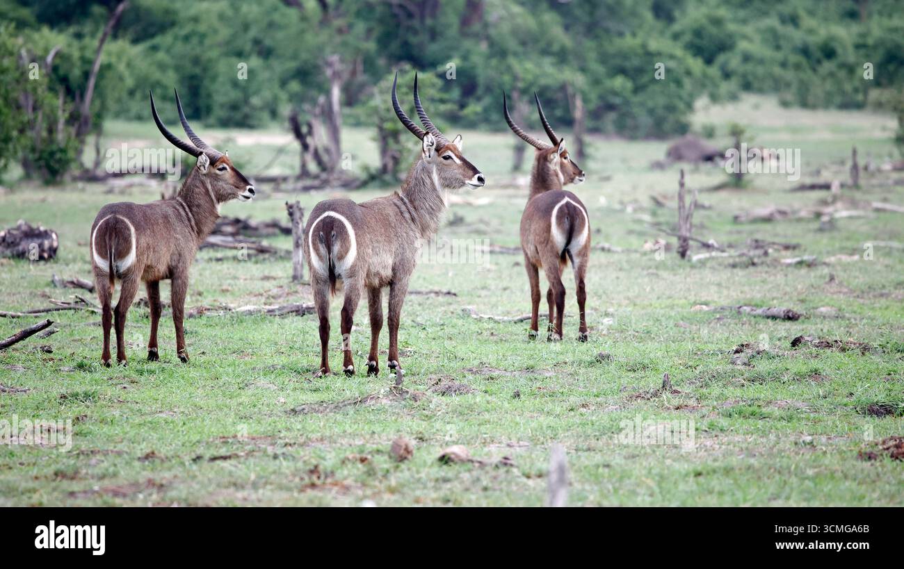Wasserböcke im Okavango-Delta Botswana Stockfoto