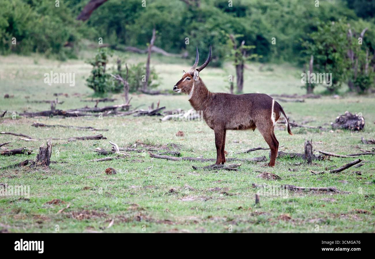 Wasserböcke im Okavango-Delta Botswana Stockfoto