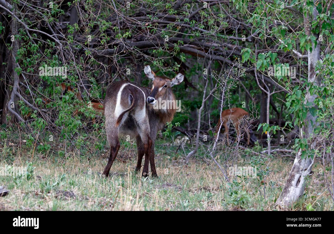 Wasserböcke im Okavango-Delta Botswana Stockfoto