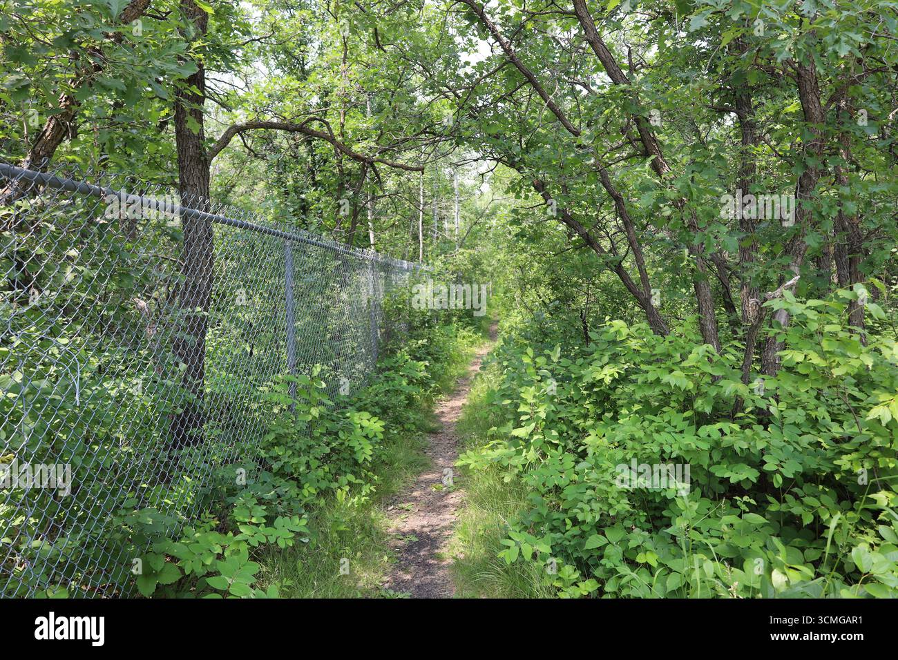 Schmaler Wanderweg entlang des Maschendrahtzaums durch dichten Wald in der Sommersonne Stockfoto