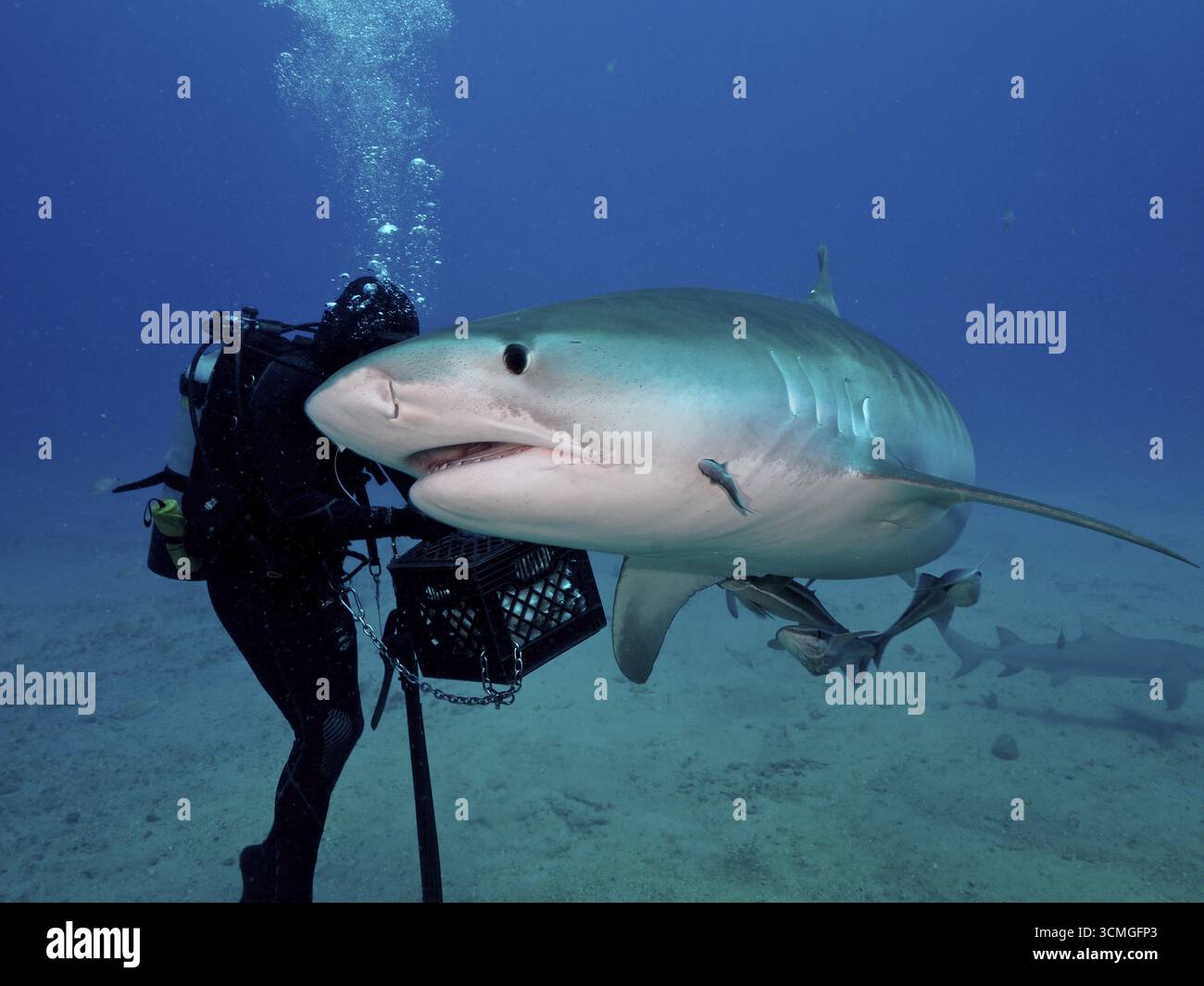 Taucher mit Ausrüstung neben einem großen Tigerhai (Galeocerdo cuvier) umgeben von blauem Meereswasser. Tauchplatz Bonair, Jupiter, Florida, USA Stockfoto