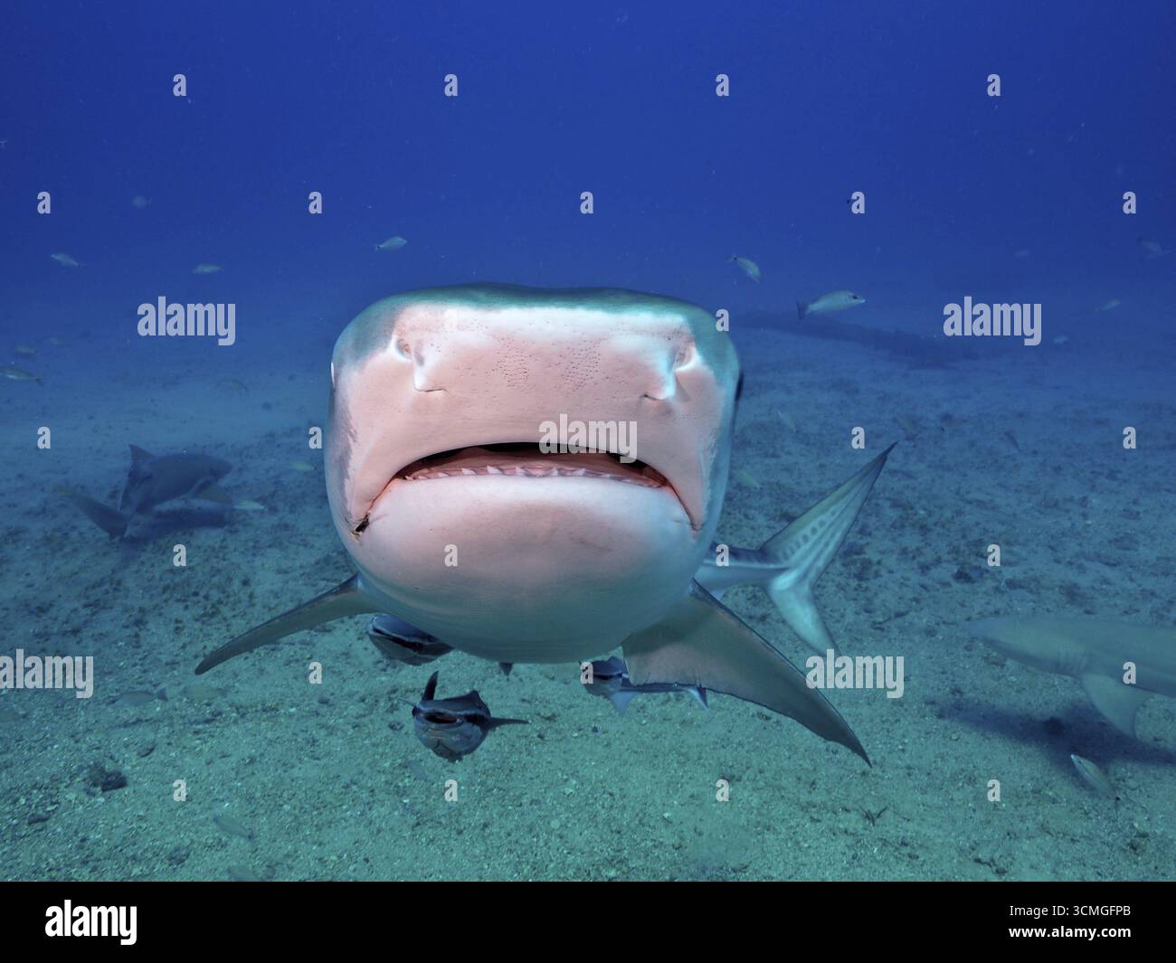 Nahaufnahme eines Tigerhais (Galeocerdo cuvier), der im tiefblauen Wasser des Ozeans auf die Kamera zuschwimmt. Tauchplatz Bonair, Jupiter, Florida, USA Stockfoto