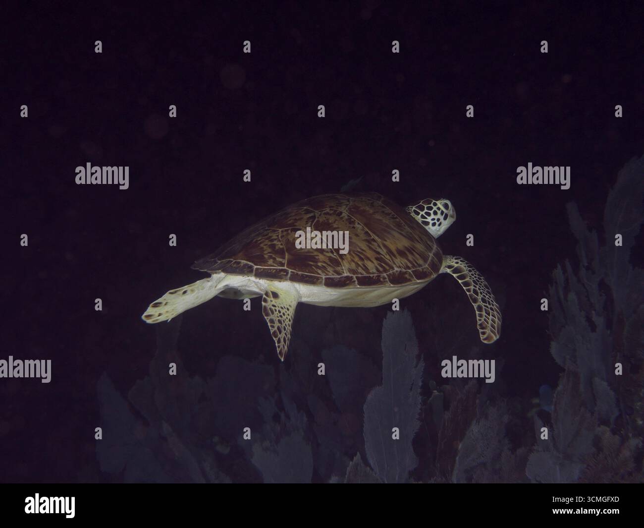 Eine Karettschildkröte (Eretmochelys imbricata imbricata) schwimmt in einer dunklen Meeresumgebung. Tauchplatz John Pennekamp Coral Reef State Park, Key Larg Stockfoto