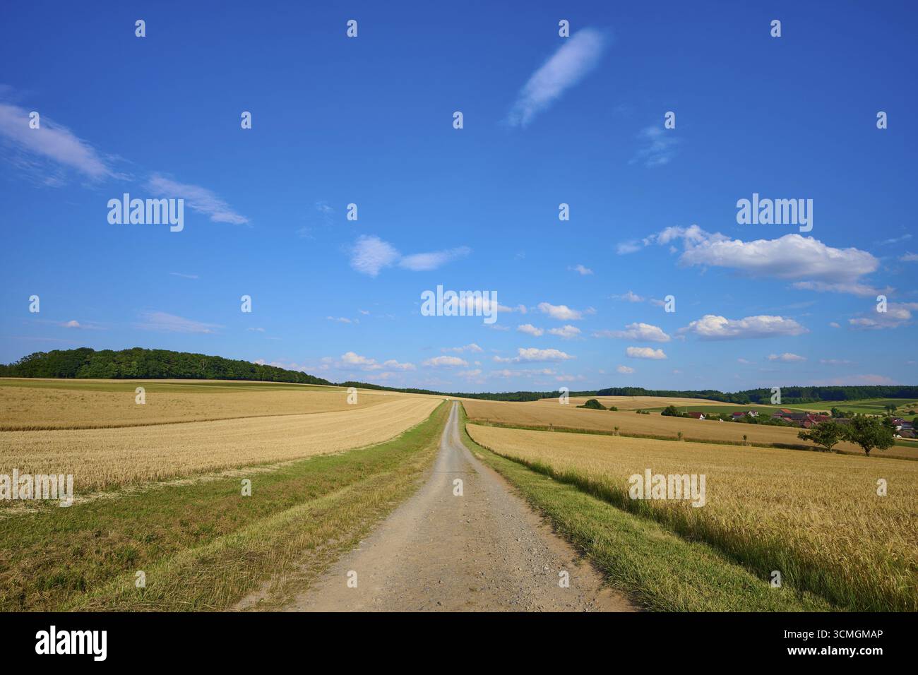Ein langer Feldweg führt durch weite Getreidefelder unter klarem blauem Himmel, Reichartshausen, Amorbach, Odenwald, Bayern, Deutschland Stockfoto