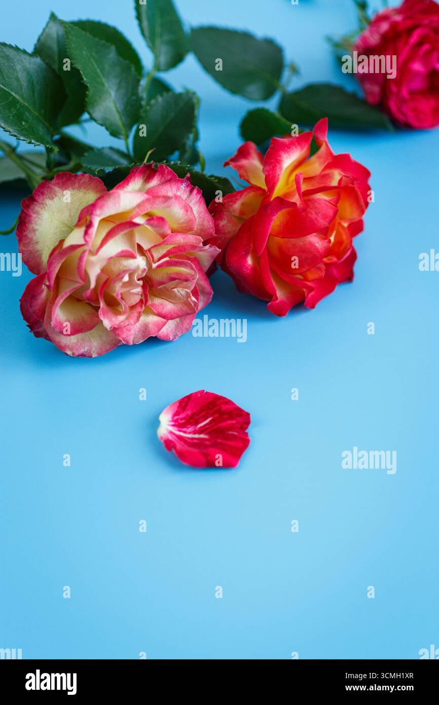 Schöne frische Rosen auf himmelblauer Oberfläche. Stockfoto