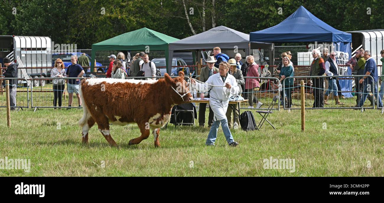 Romsey zeigt Viehurteile Stockfoto