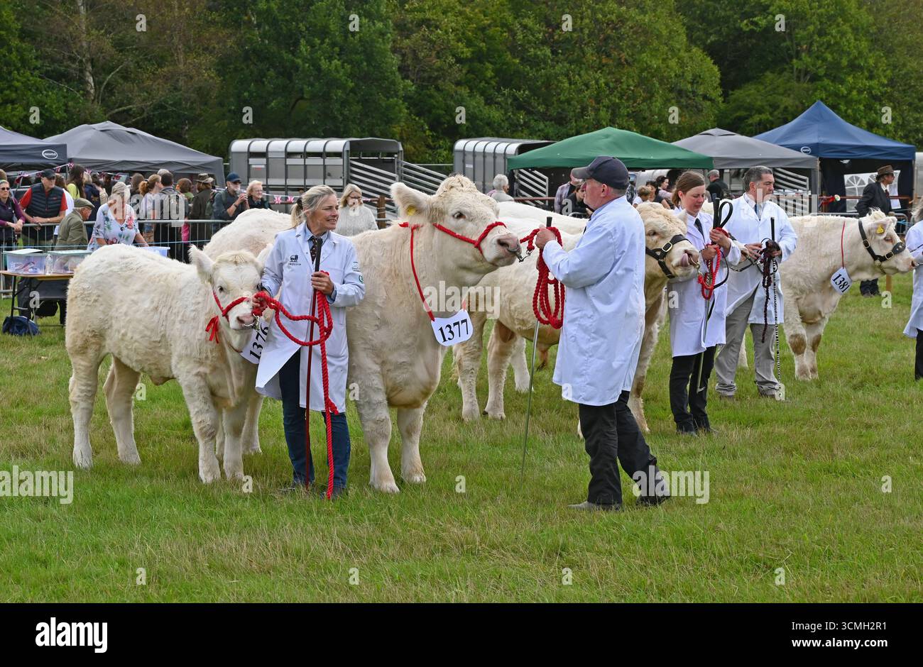 Romsey zeigt Viehurteile Stockfoto