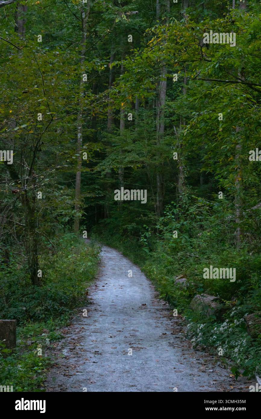 Schotterwanderweg durch einen dichten Wald in der Abenddämmerung. Stockfoto