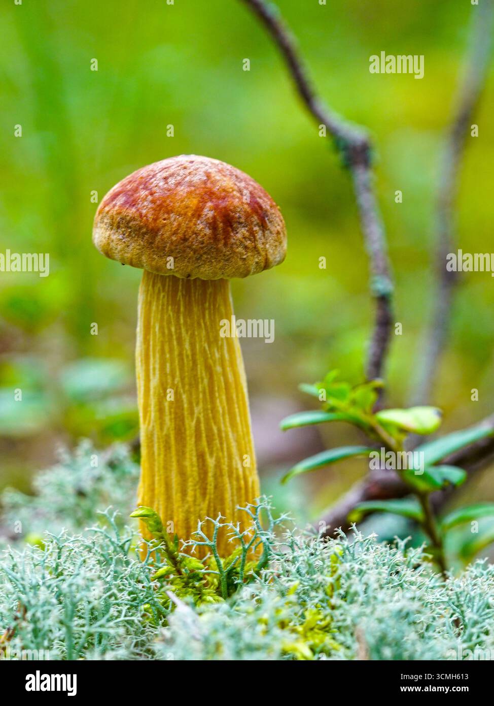 Nahaufnahme von Aureoboletus projectellus, einem Boletenpilz mit hohem gelbem Stiel und brauner Kappe, der zwischen Moos im Wald wächst Stockfoto