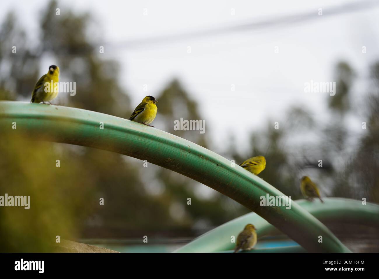 Chirigue posado en una barra verde Stockfoto