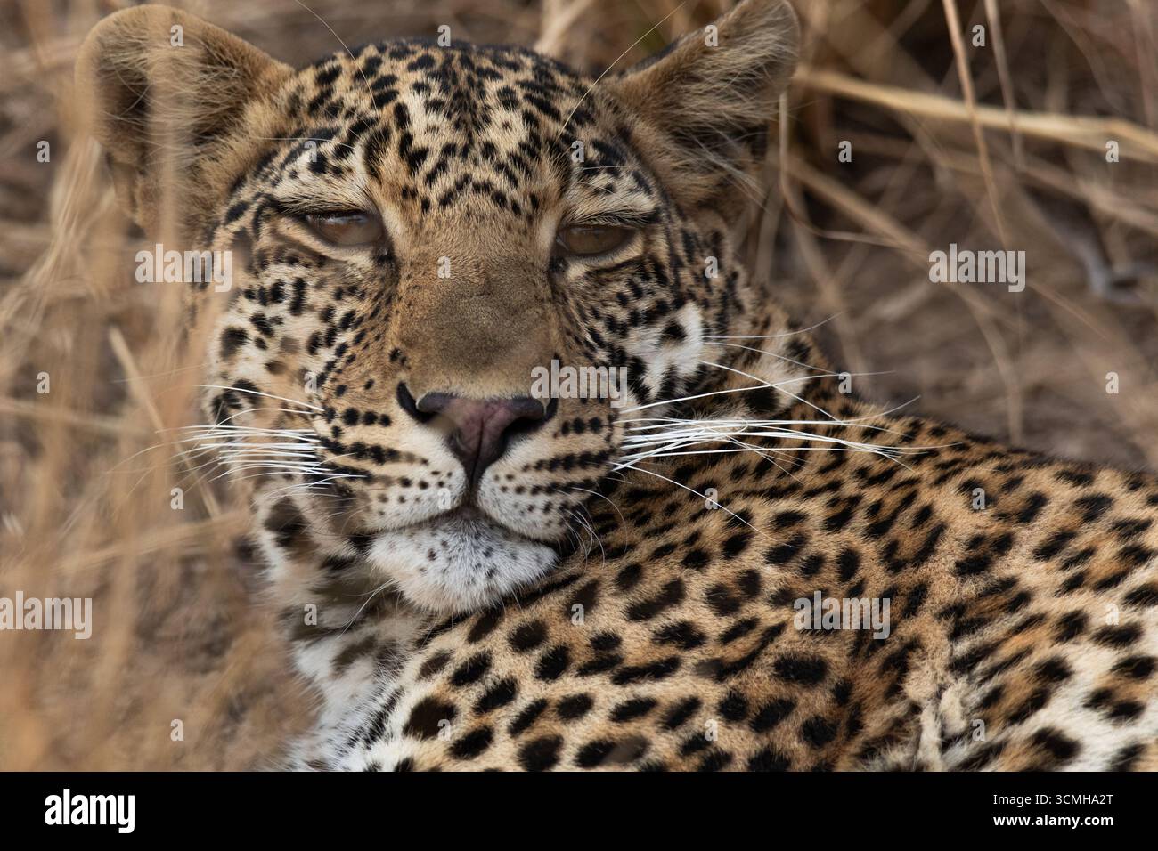 Nahaufnahme des Leopard-Kopfes Stockfoto