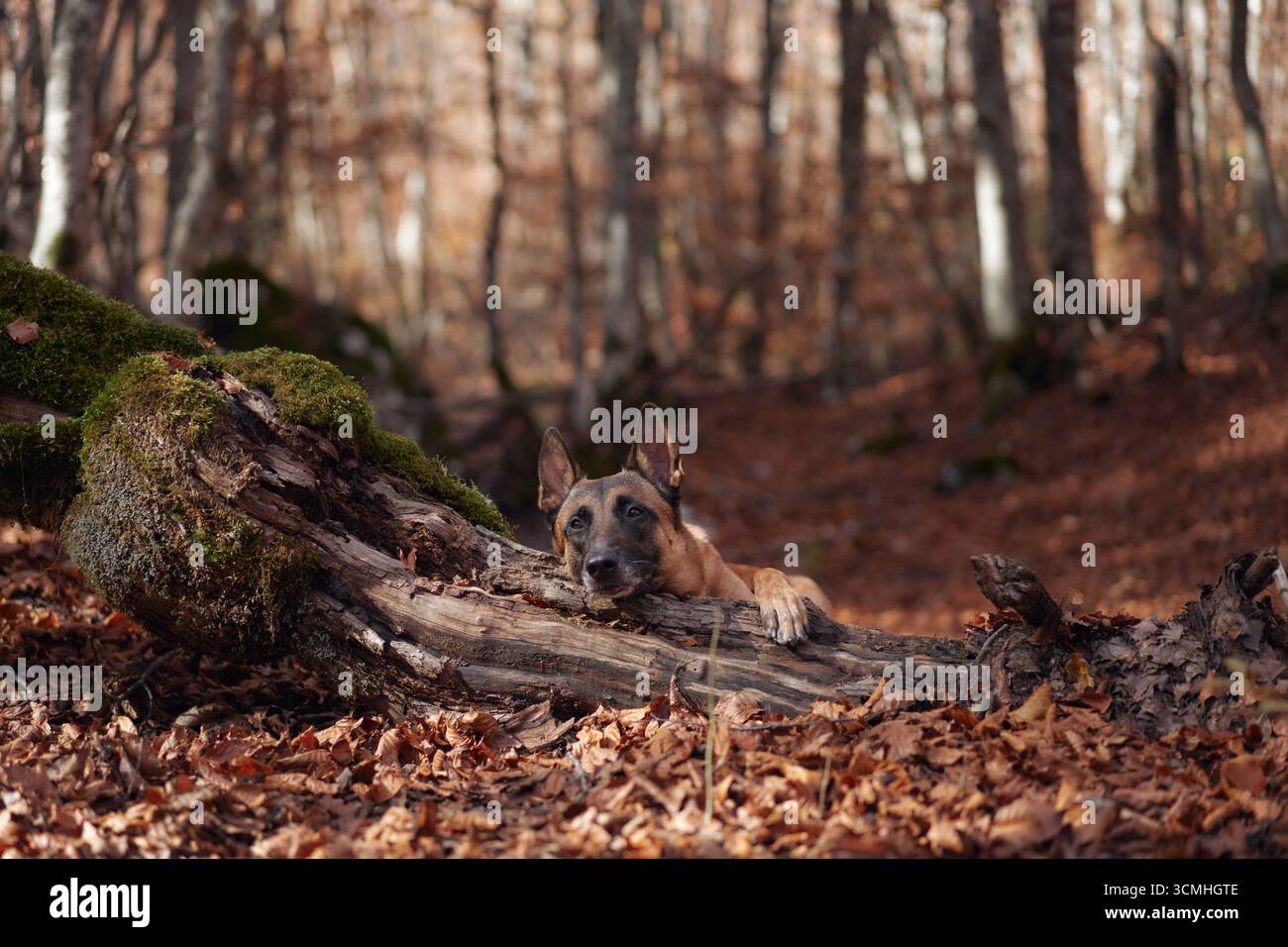 Ein belgischer Malinois liegt neben einem moosbedeckten Baumstamm in einem Wald voller brauner Blätter. Die natürlichen Elemente und das sanfte Licht verstärken das ruhige und Stockfoto