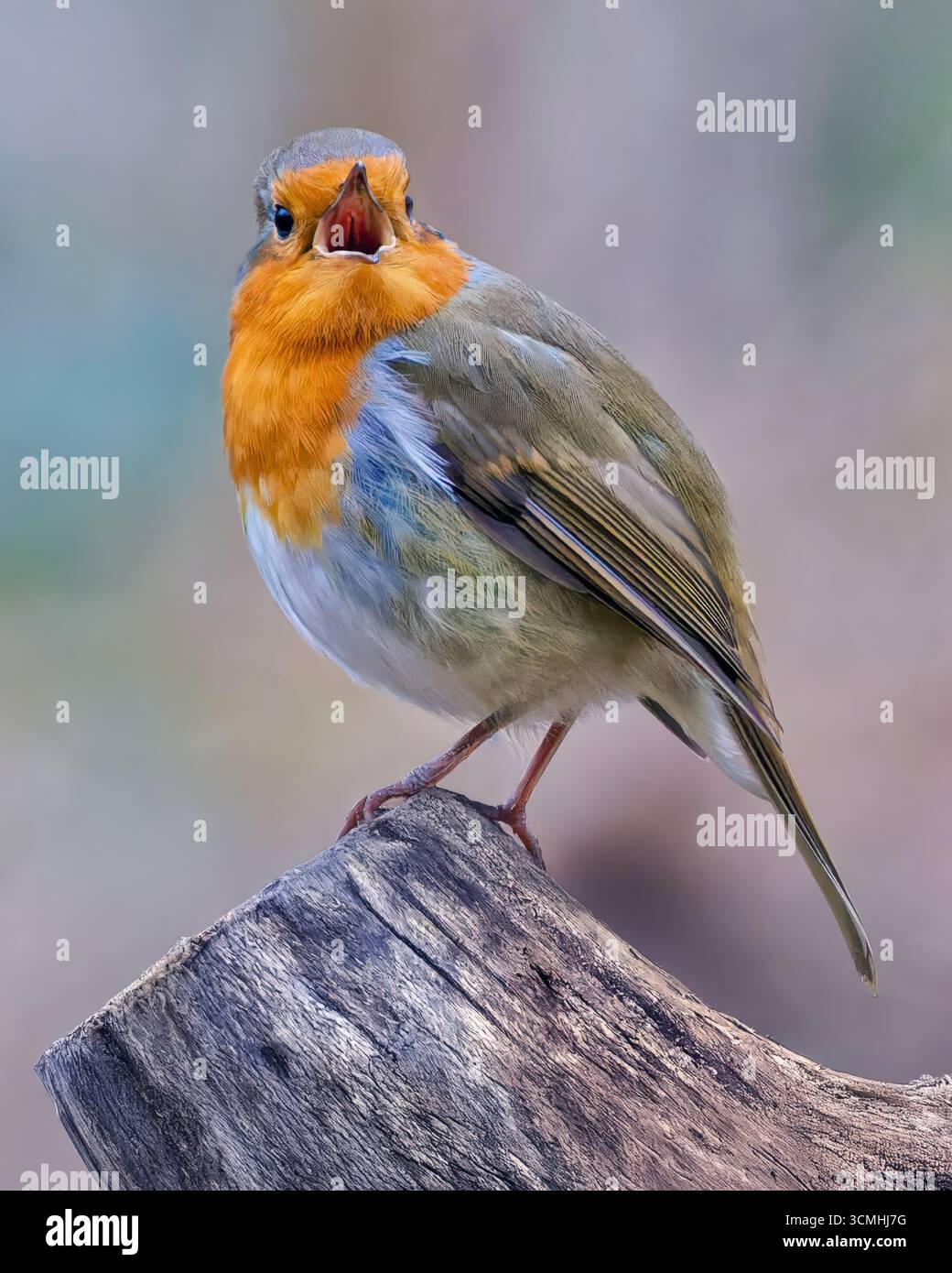 Rotkehlchen Stockfoto