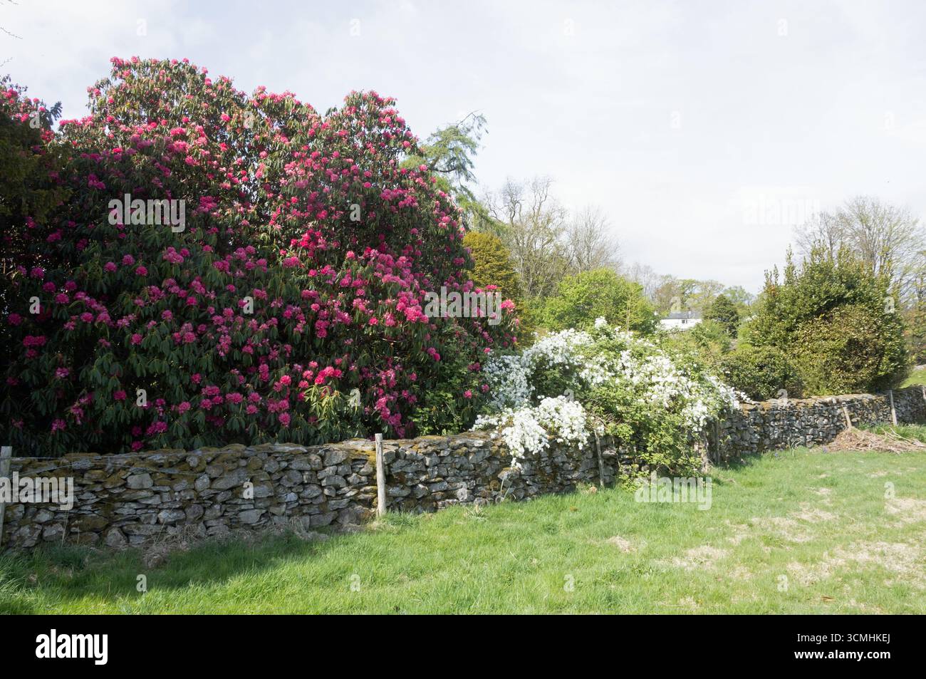 Rhododendron hecke -Fotos und -Bildmaterial in hoher Auflsung  Alamy