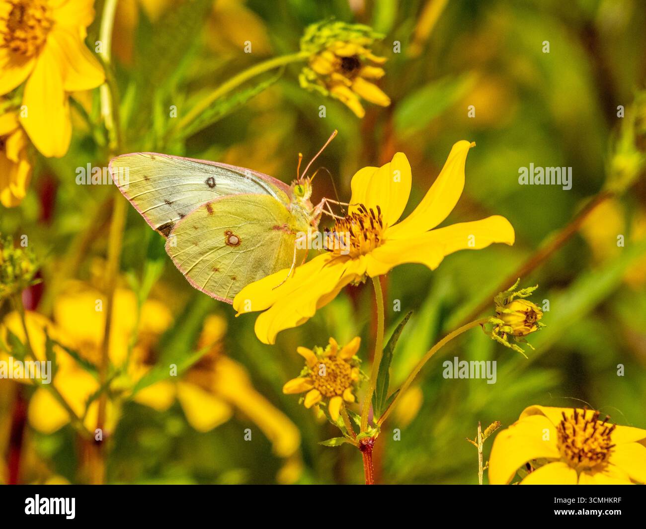 Alfalfa-Schmetterling bestäubt Wildblumen in einem Bestäuberhabitat Stockfoto