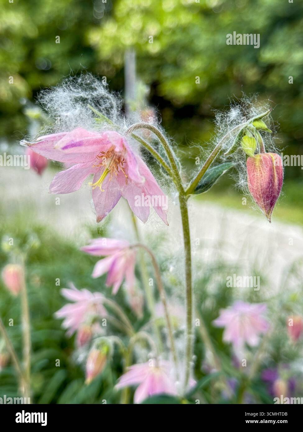 Pappelflaume bedeckt im Sommer das Gras und die Blumen in der Stadt. Pflanzenallergie Stockfoto