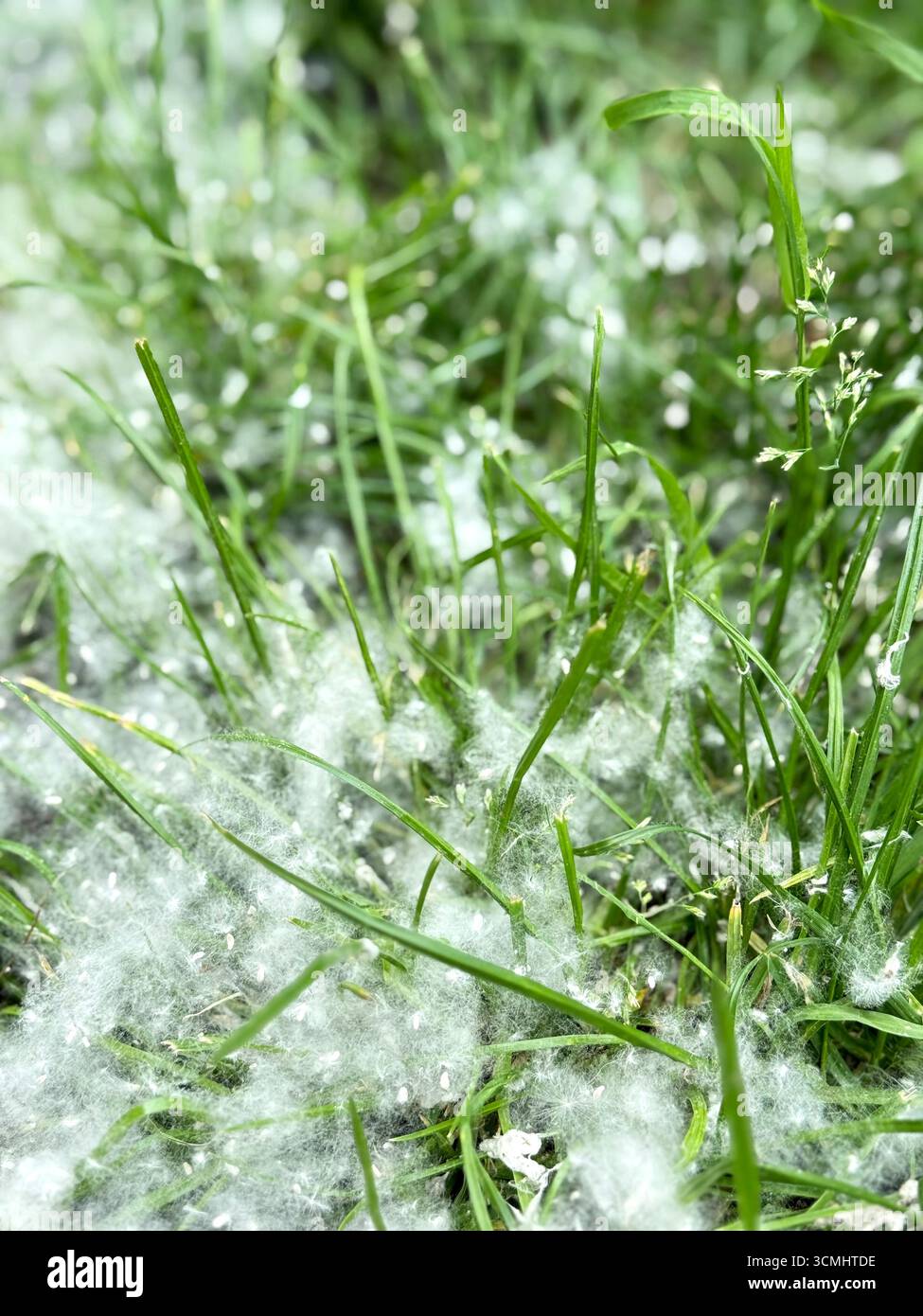 pappelflaume auf dem Gras in der Stadt. Pflanzenallergie Stockfoto