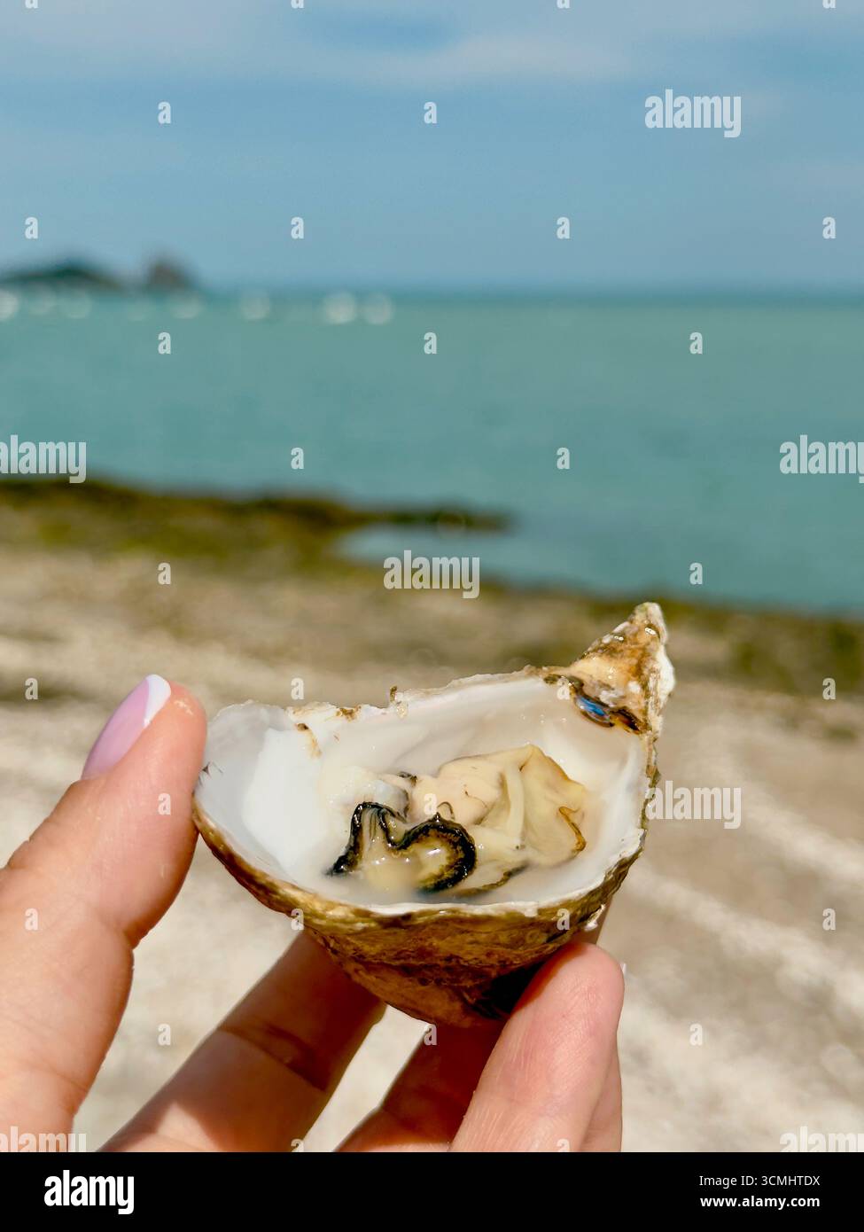 Öffnen Sie die frische Auster in der Hand in Nahaufnahme am Damm von Cancale. Austernfarmen Stockfoto