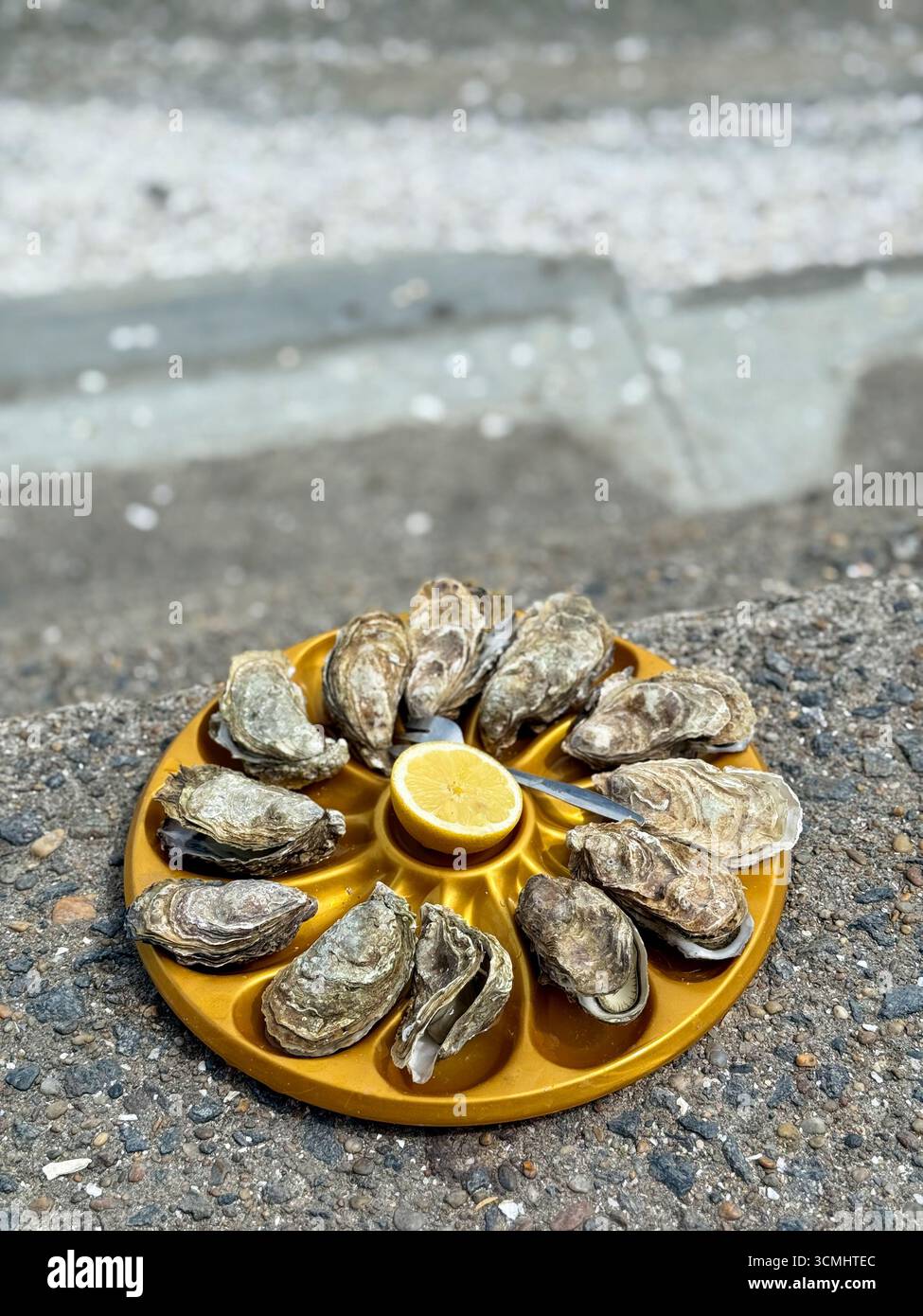 Ein Dutzend Austern mit Zitrone auf dem Damm Cancale. Austernfarmen Stockfoto