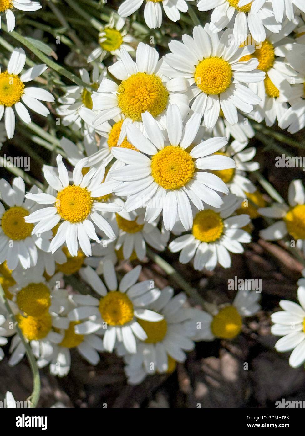 Nahaufnahme von Kamillenblüten Stockfoto