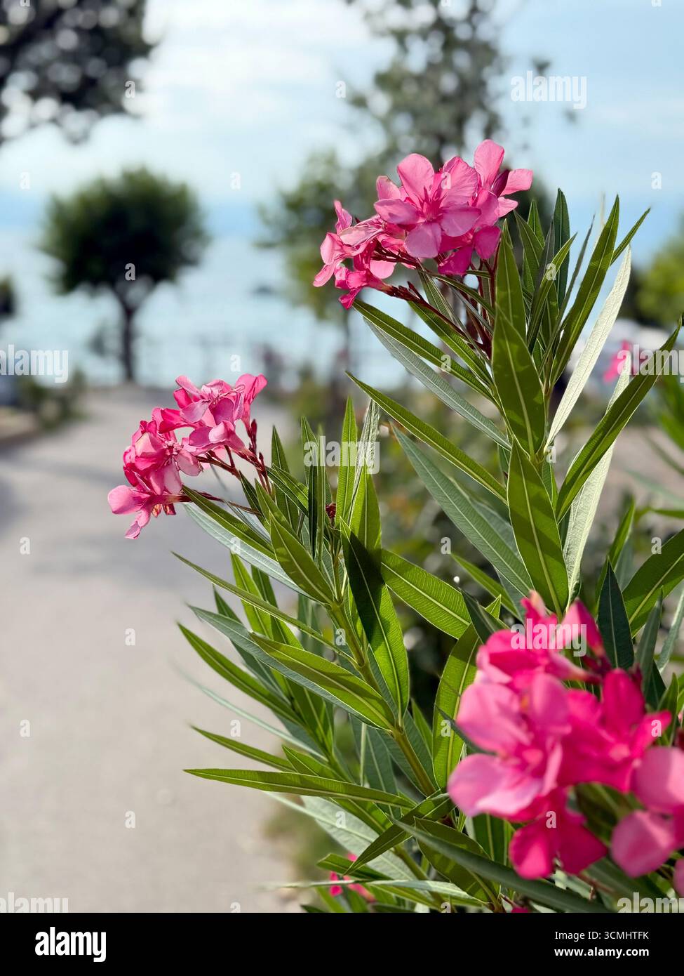 Rosa Oleander blüht im Sommer auf der Straße auf dem Damm Stockfoto