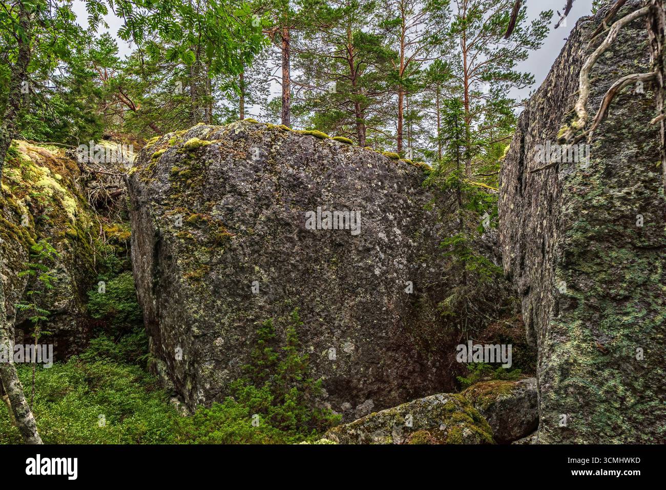 Große moosige Felsen schaffen eine dramatische Szene in einem lebendigen grünen Wald, die die unberührte Schönheit der natürlichen Landschaft Nordschweden zeigt Stockfoto