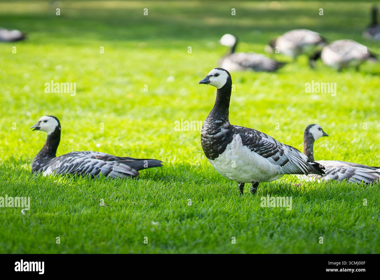 Barnacle Gänse im Park im Sommer in Pori. Barnacle Gans (Branta leucopsis) ist auf grünem Gras. Es gibt viele andere Gänse im Hintergrund. Stockfoto