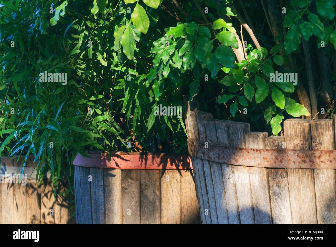 Üppig grüne Pflanzen gedeihen in rustikalen Holzbehältern. Dieses Umfeld zeigt, wie die städtische Gartenarbeit zur Nachhaltigkeit beitragen kann, indem sie eine Öko-fr bietet Stockfoto