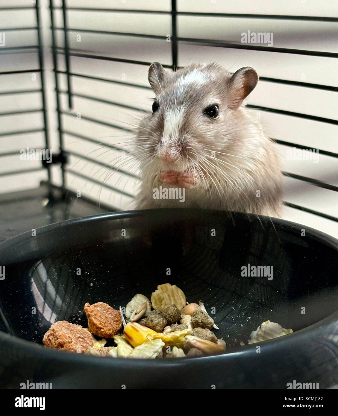 Die Gerbil im Käfig, isst Essen in der Schüssel - Smartphone-aufgenommenes Stockfoto