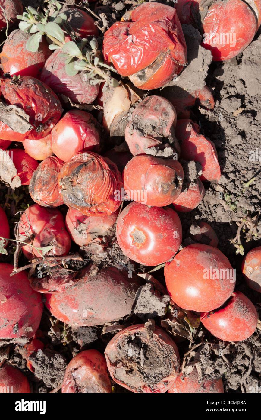 Verfaulte Tomaten auf dem Boden, verdorbenes Gemüse mit Schimmel und Verfall. Konzept von Abfall, Kompost, Lebensmittelverlust und organischem Recycling. Stockfoto