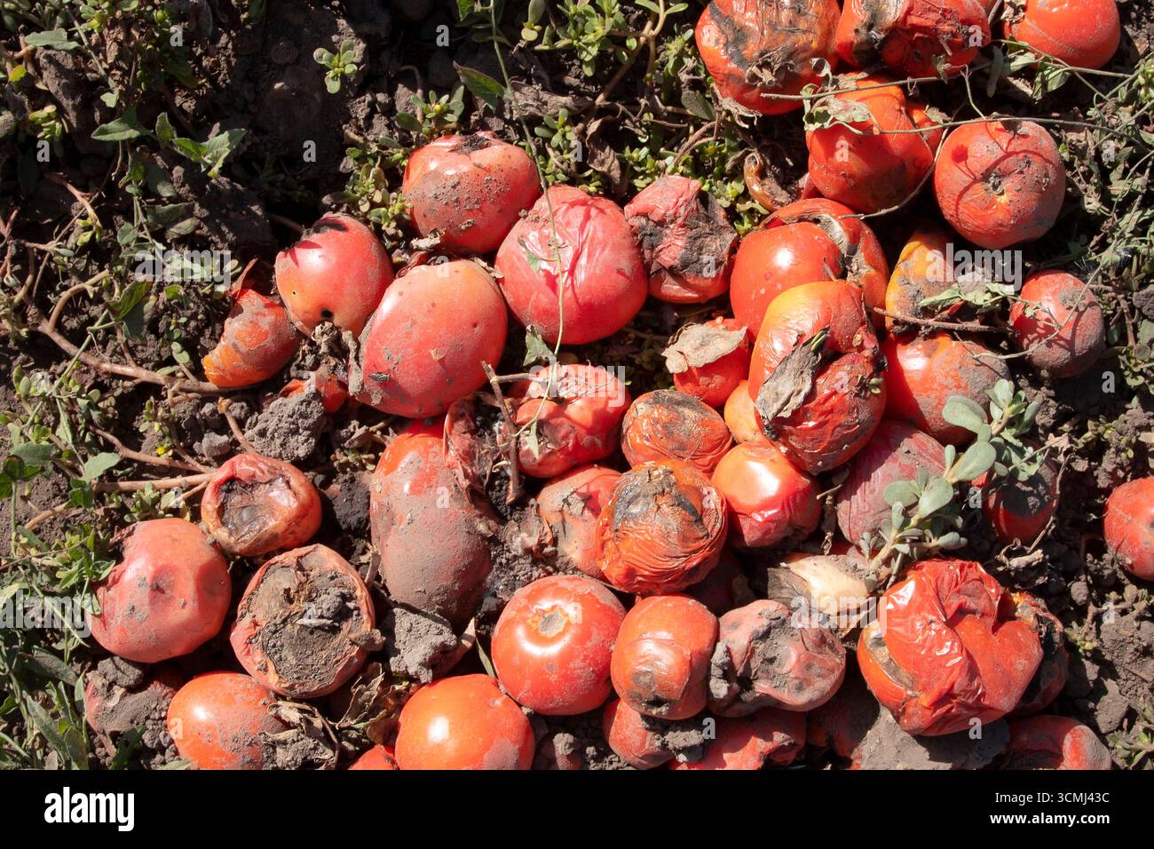 Verfaulte Tomaten auf dem Boden, verdorbenes Gemüse mit Schimmel und Verfall. Konzept von Abfall, Kompost, Lebensmittelverlust und organischem Recycling. Stockfoto