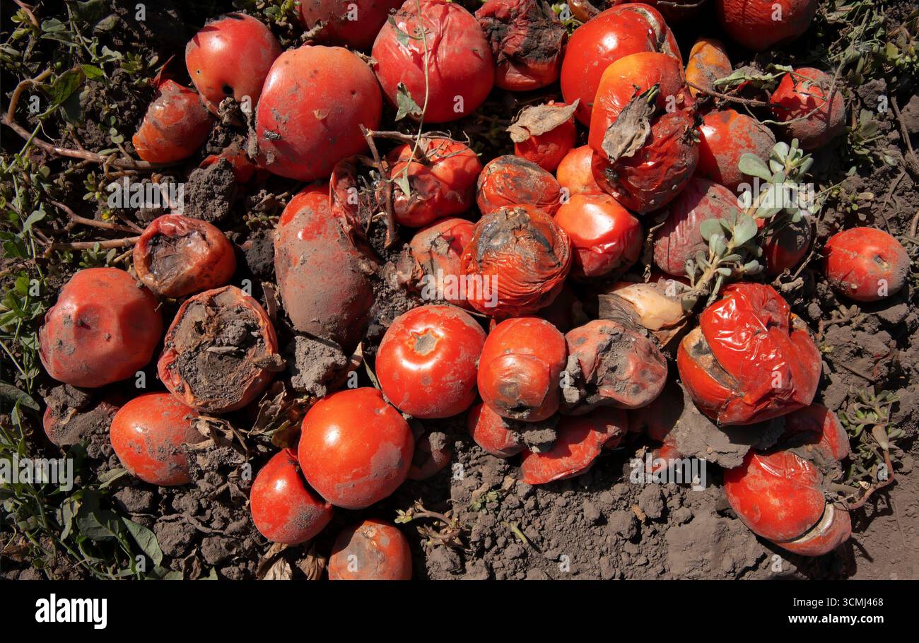 Verfaulte Tomaten auf dem Boden, verdorbenes Gemüse mit Schimmel und Verfall. Konzept von Abfall, Kompost, Lebensmittelverlust und organischem Recycling. Stockfoto