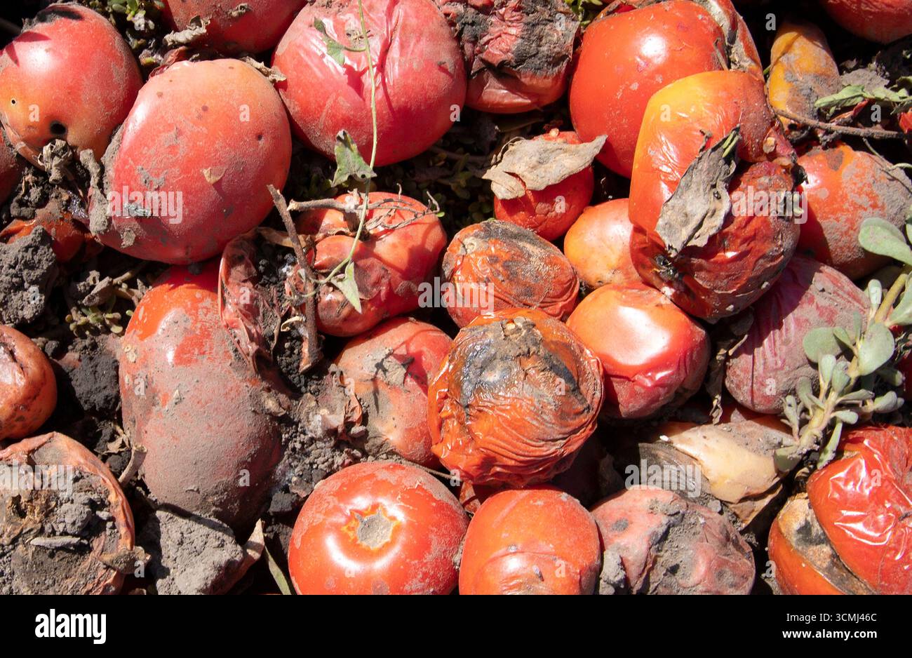 Verfaulte Tomaten auf dem Boden, verdorbenes Gemüse mit Schimmel und Verfall. Konzept von Abfall, Kompost, Lebensmittelverlust und organischem Recycling. Stockfoto