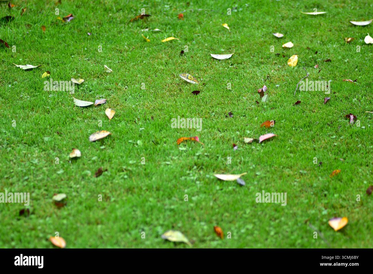 Bunte Herbstblätter auf frischem, grünem Gras, symbolisieren den jahreszeitlichen Wandel, die Naturzyklen und die Schönheit des Herbstblattes in einem einfachen natürlichen c Stockfoto