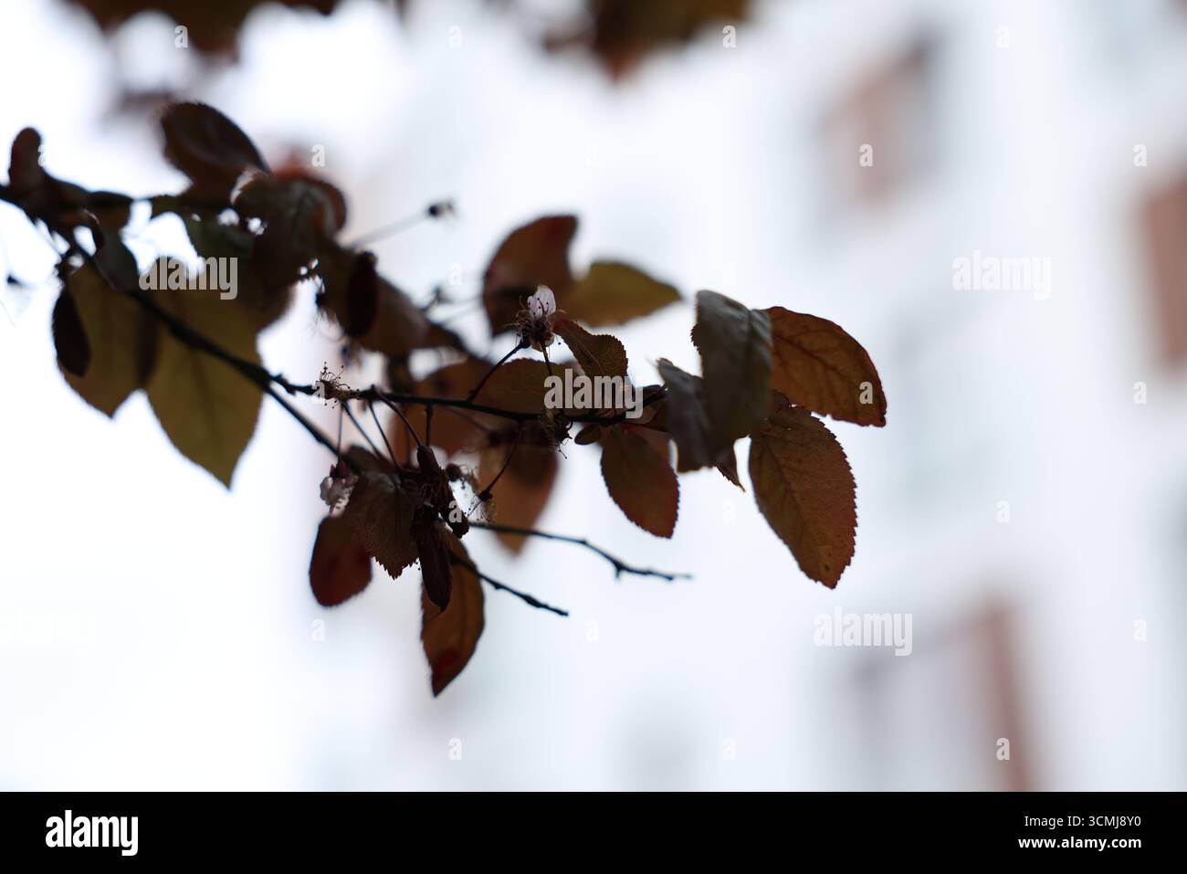 Dunkle Baumzweige Silhouette vor hellem Himmel im Stadtpark Warschau, Polen Stockfoto