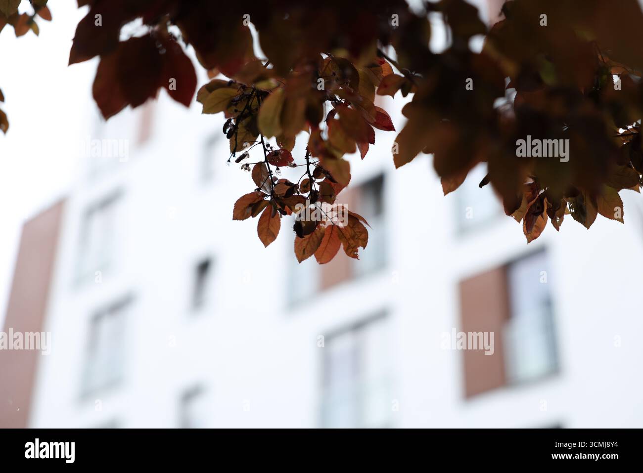 Leuchtende goldene Herbstblätter auf Ästen mit heller Beleuchtung im Herbst Warschau Stockfoto