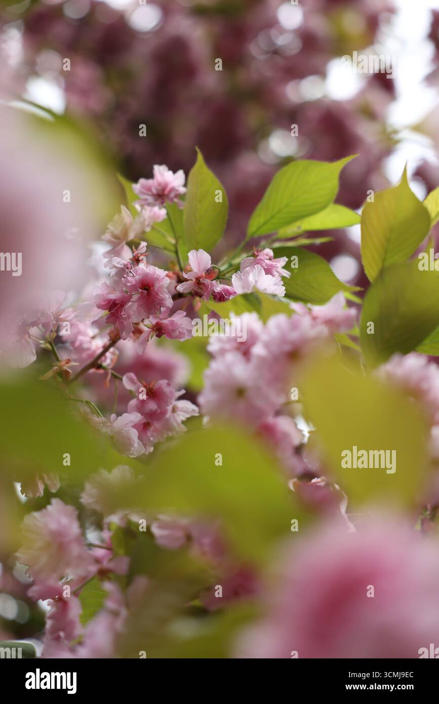 Sanftes Bild von zarten rosafarbenen Kirschblüten und leuchtend grünen Blättern. Stockfoto