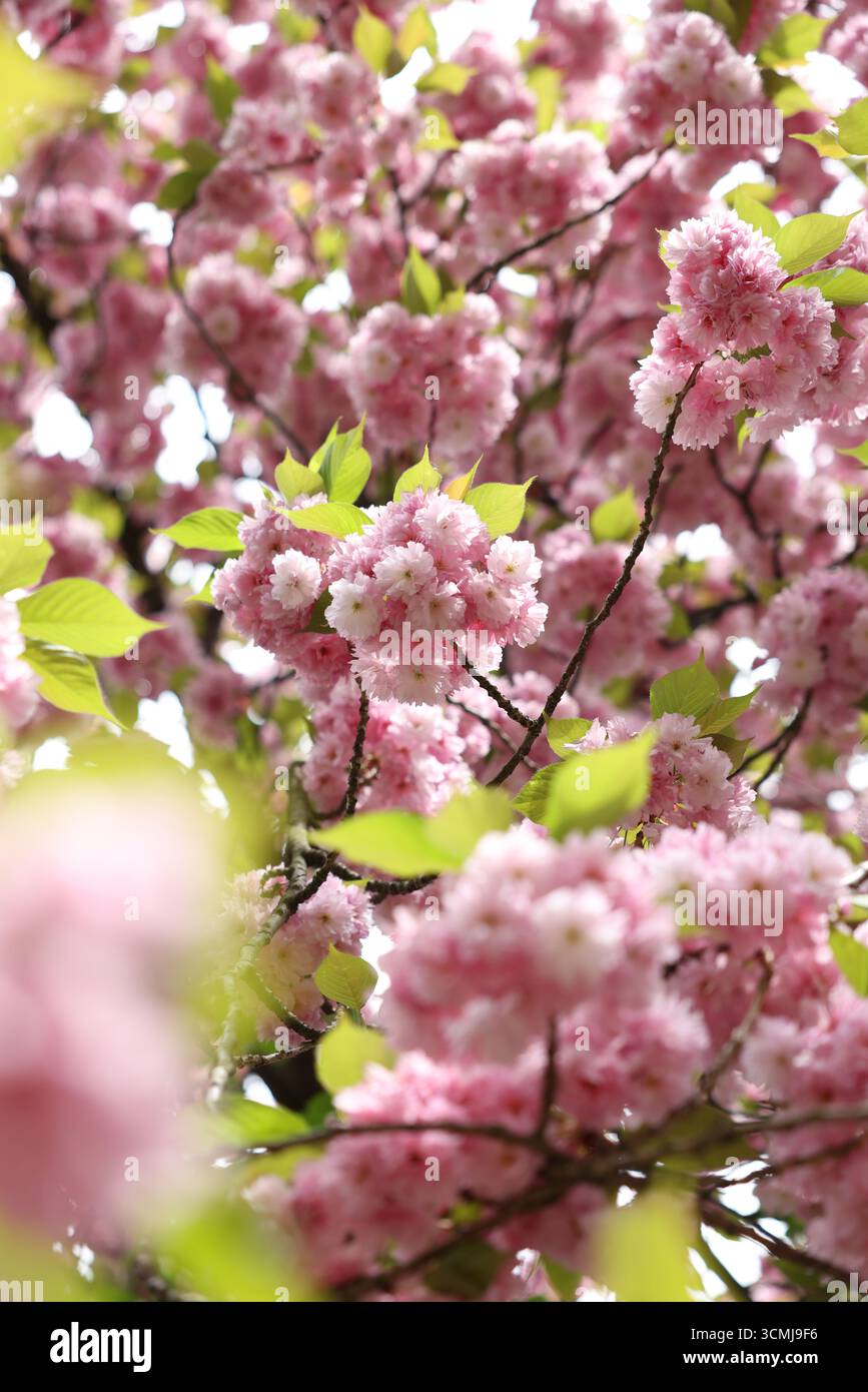 Leuchtend rosa Kirschblüten, beleuchtet durch Sonnenlicht im Frühjahr Warschau, Polen Stockfoto
