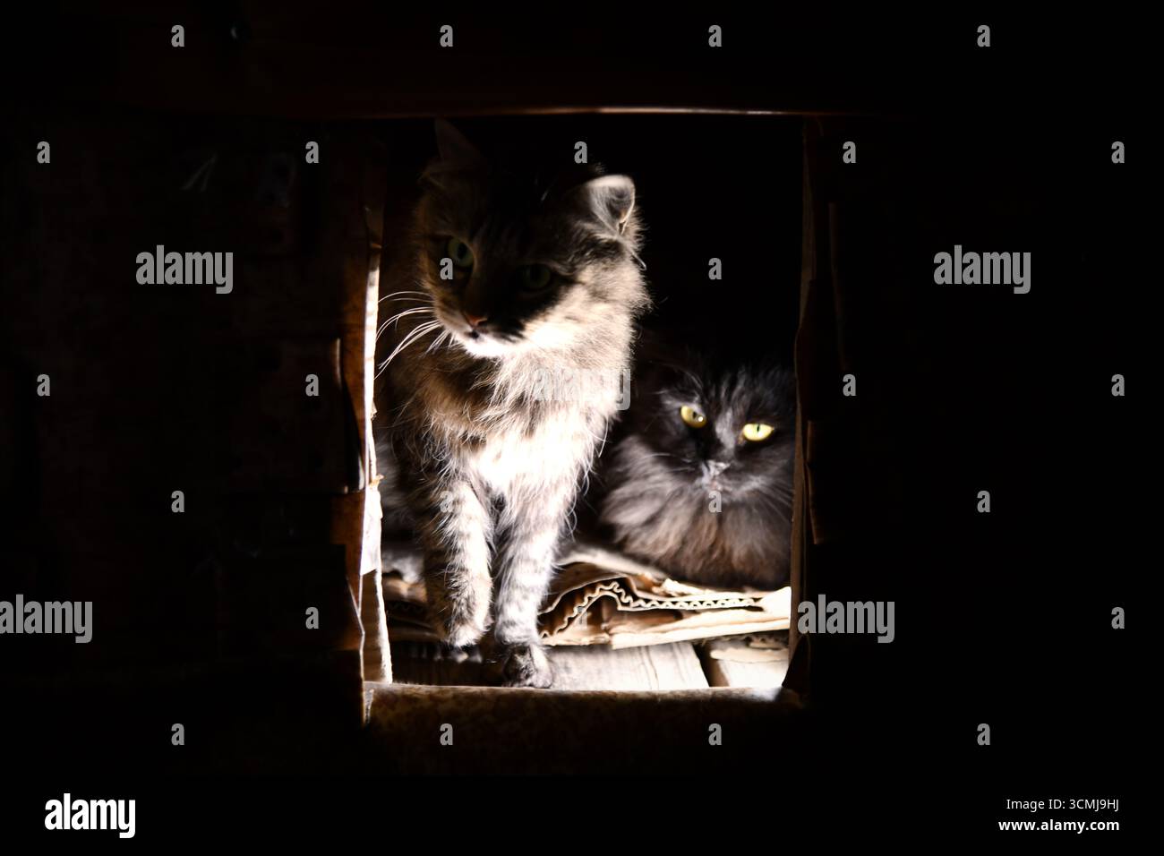 Glückliche Hexe mit schwarzer Katze am Halloween Abend. Stockfoto
