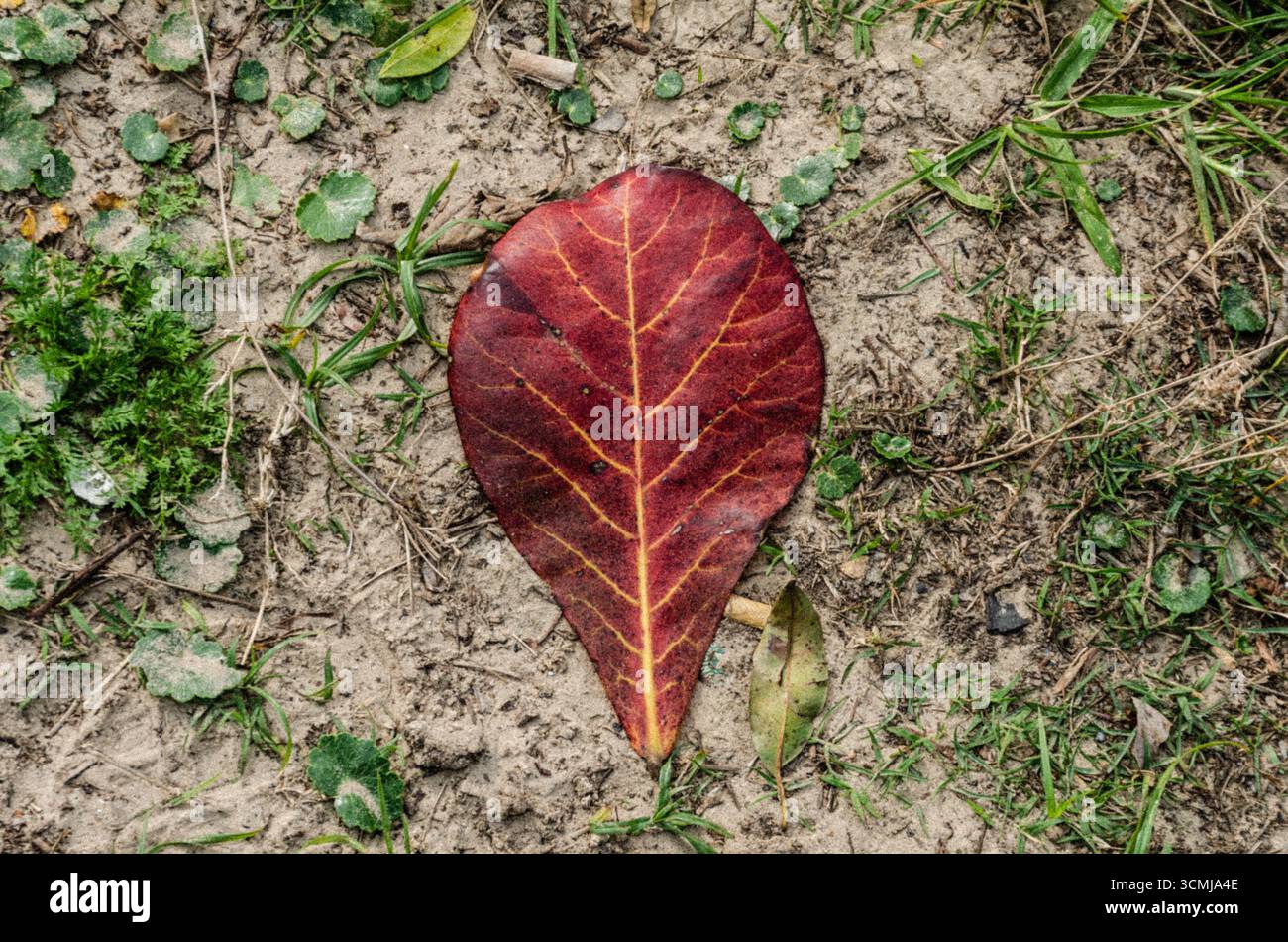 Gefallenes tropisches Blatt mit Rot- und Brauntönen auf Sandboden, Barra da Lagoa, Florianópolis, Santa Catarina, Brasilien – Naturdetails Stockfoto