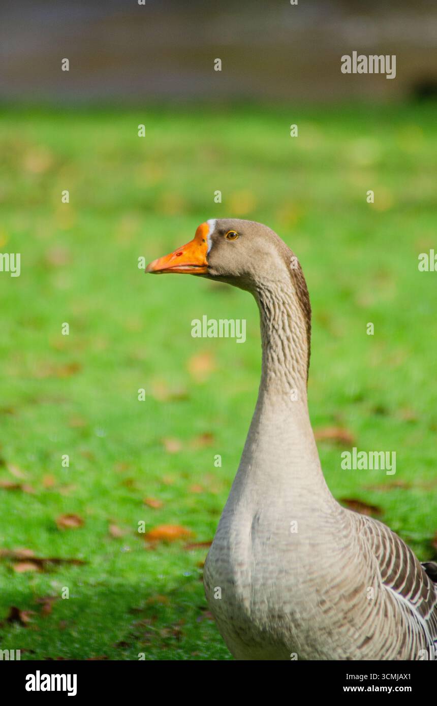 Die stolze und wachsame Haltung einer Gans in einem sonnigen Park Ein Moment des Stolzes Stockfoto
