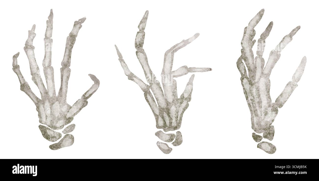 Skelett Hände Aquarellmalerei Set mit Handfläche, Fingern, Phalangen, Knochen, Handgelenk, Arm, anatomische Teile für Druck, Poster, Dekoration, Illustration, IC Stockfoto