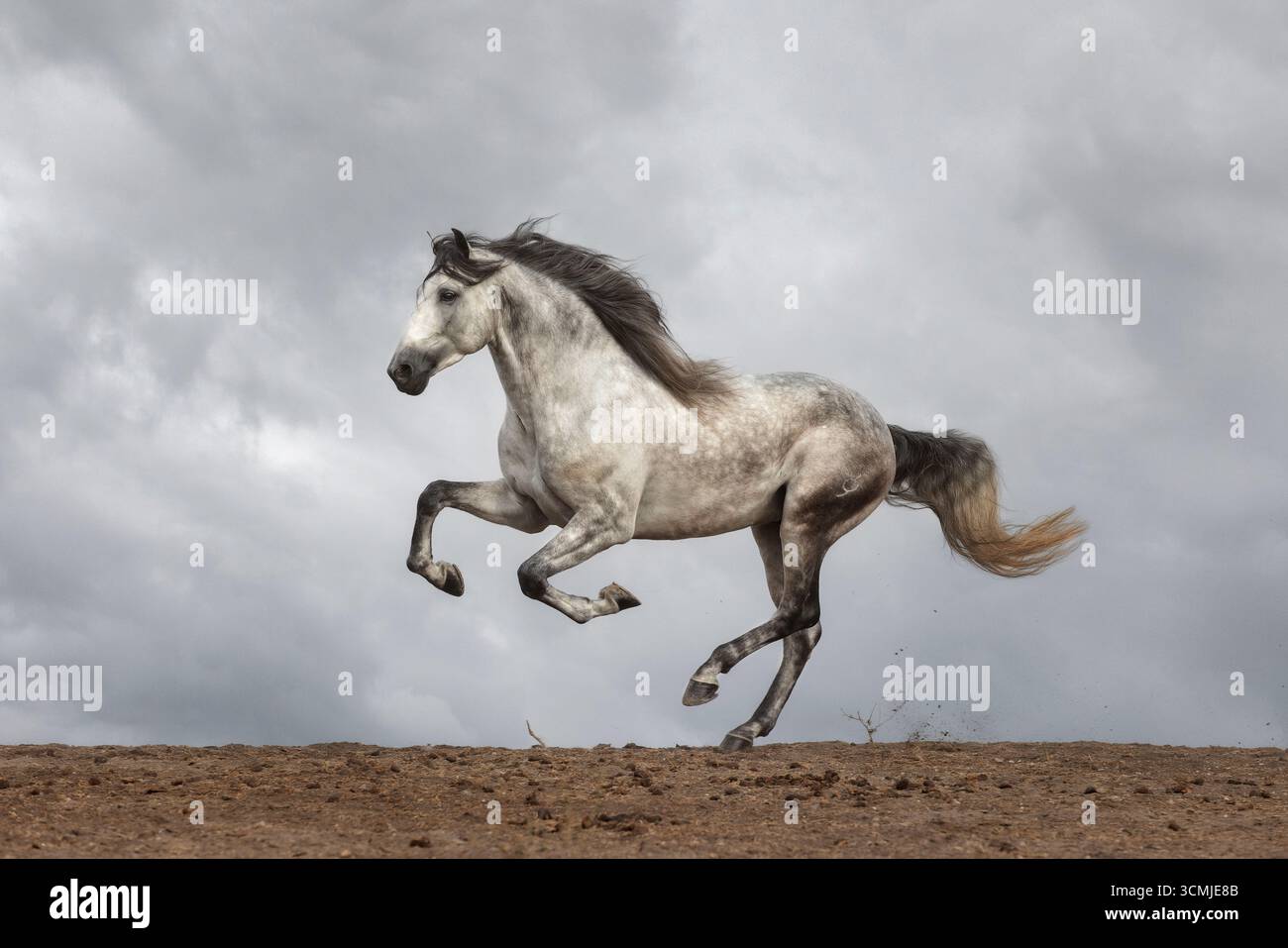 Das andalusische Pura Raza Espaola (Pura Raza Espaola) ist eine alte Rasse von der iberischen Halbinsel in Spanien und eng mit dem Lusitano verwandt. Stockfoto