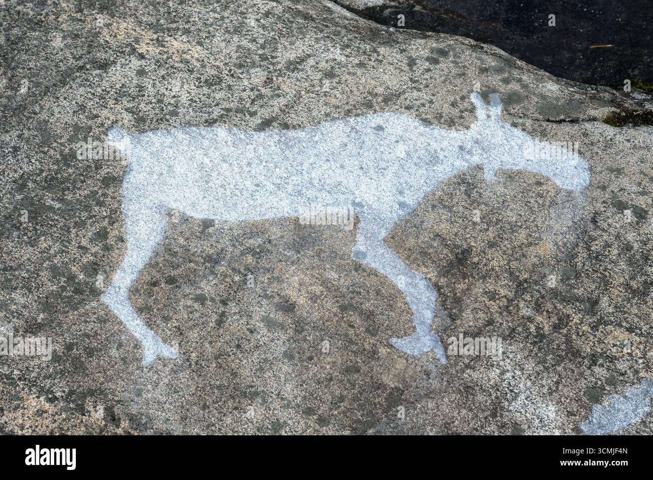 Antike Petroglyphen von Tieren auf verwitterter Felsoberfläche, prähistorische Kunst in Zalavruga, Karelien, Russland Stockfoto