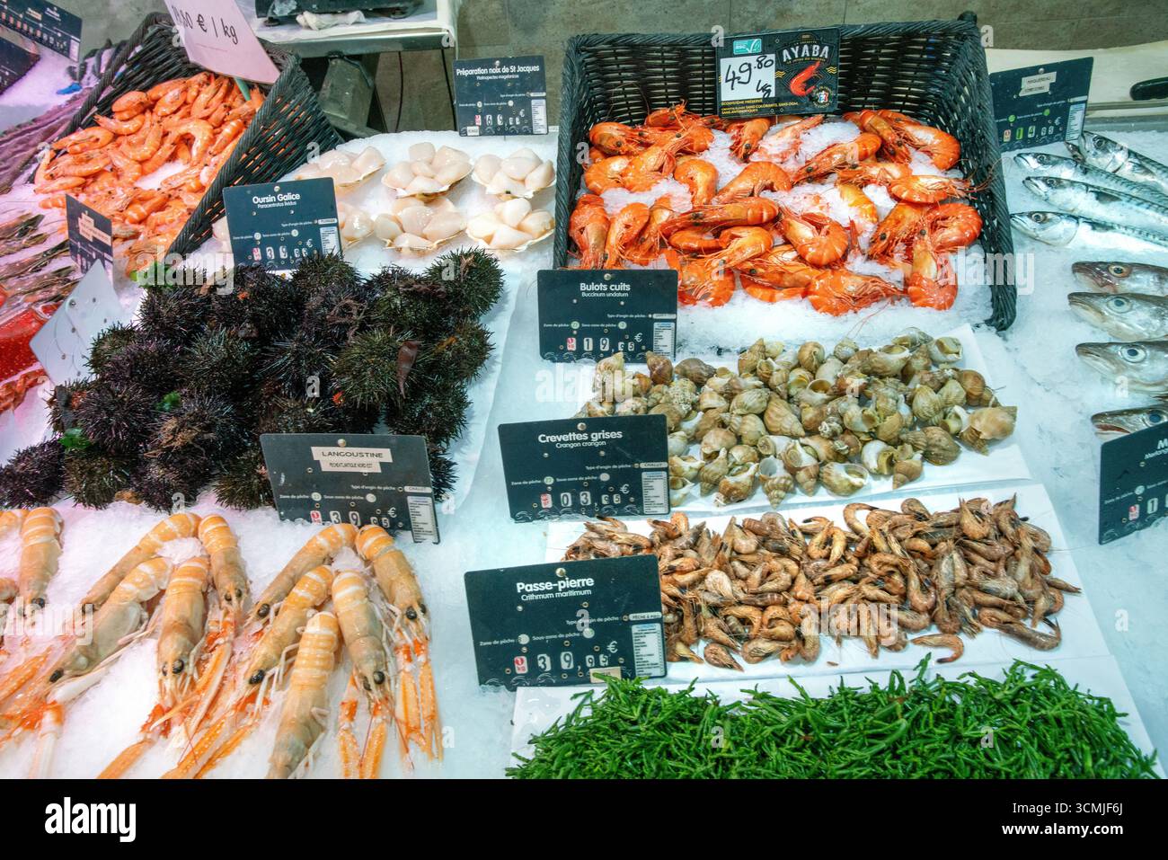 Frische SHRIMPS, CALMARS, NORWEGISCHER HUMMER ODER Long USTINE ODER SCANPY UND ANDERE SEAFGOOD (Jakobsmuscheln, galizischer Seeigel, Seeigel) auf Eis - Amazin Stockfoto