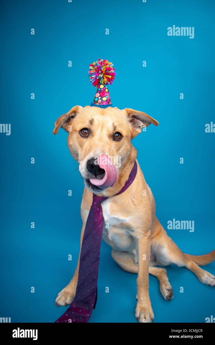 Porträt eines Pitsky (Pit Bull Husky Mix) Hundes, der vor blauem Hintergrund sitzt und einen Partyhut und Krawatte trägt und sich den Mund leckt Stockfoto