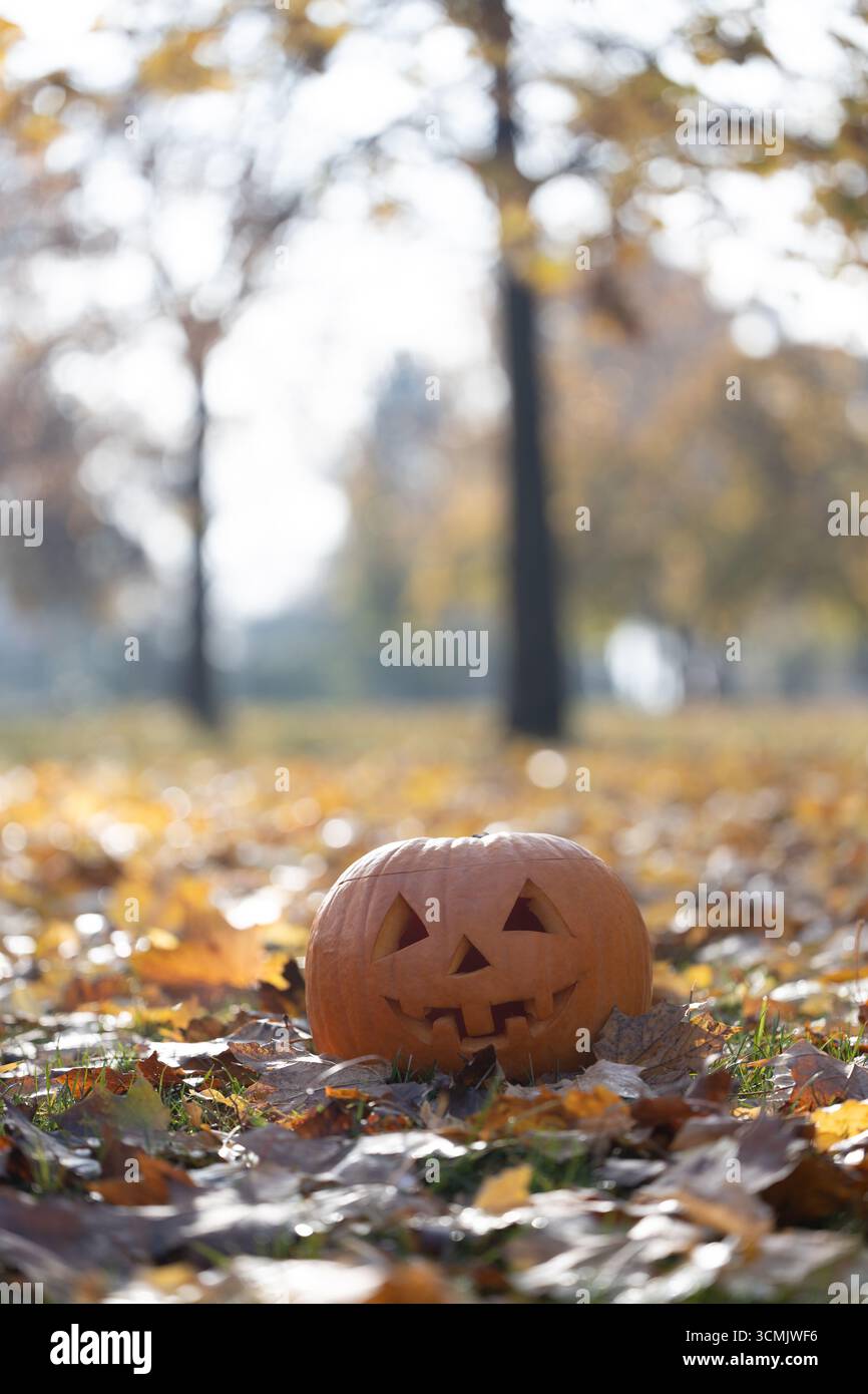 Kürbis mit geschnitztem Gesicht ruht zwischen lebhaften Herbstblättern und schafft eine festliche Atmosphäre in einer ruhigen Umgebung voller Bäume und Meer Stockfoto