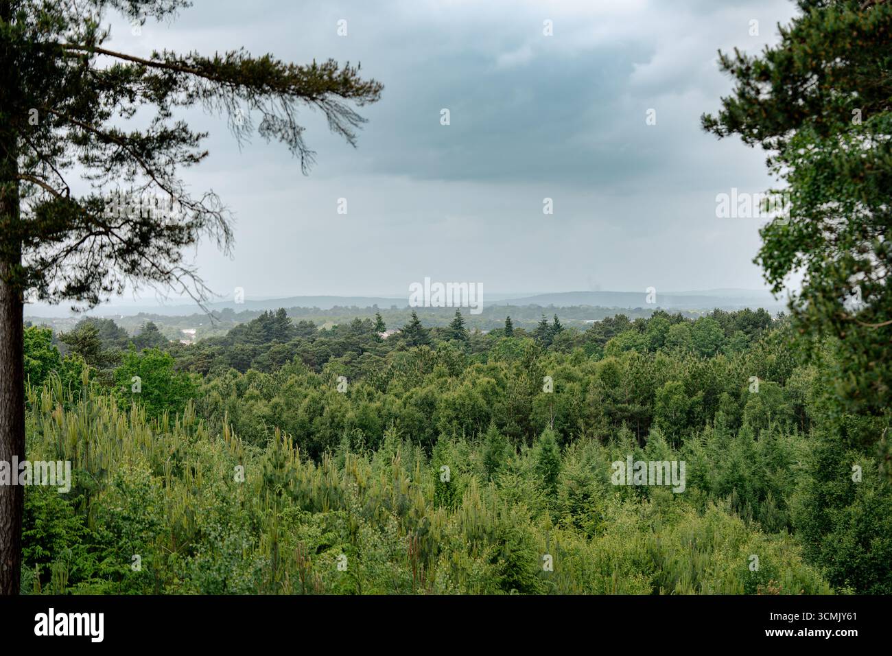 Azurwald mit ästhetischem natürlichen Hintergrund, üppige Grün- und Blautöne des späten Frühlings in England, symbolisiert das saisonale Erwachen. Stockfoto